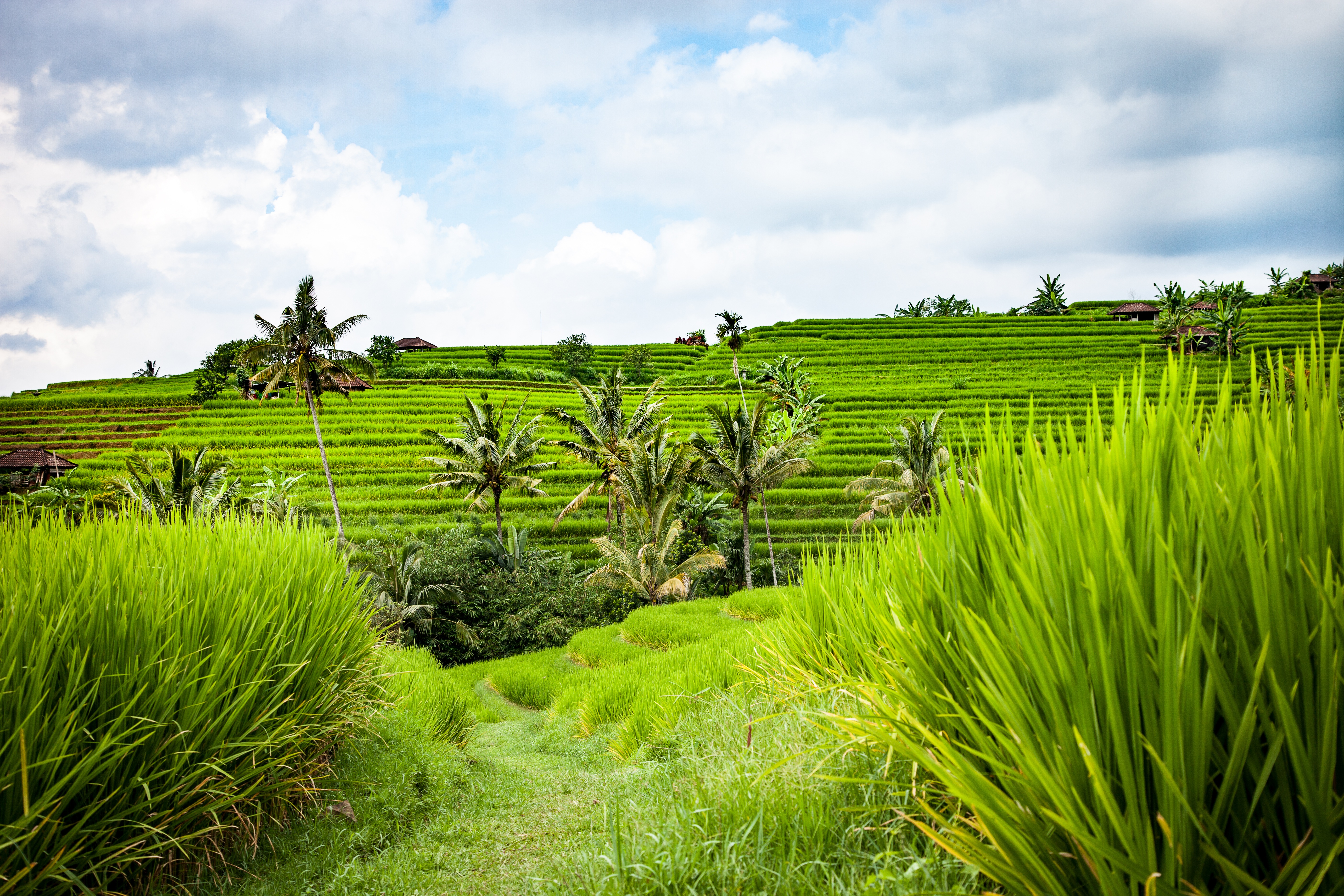 Detail Pemandangan Alam Sawah Nomer 10