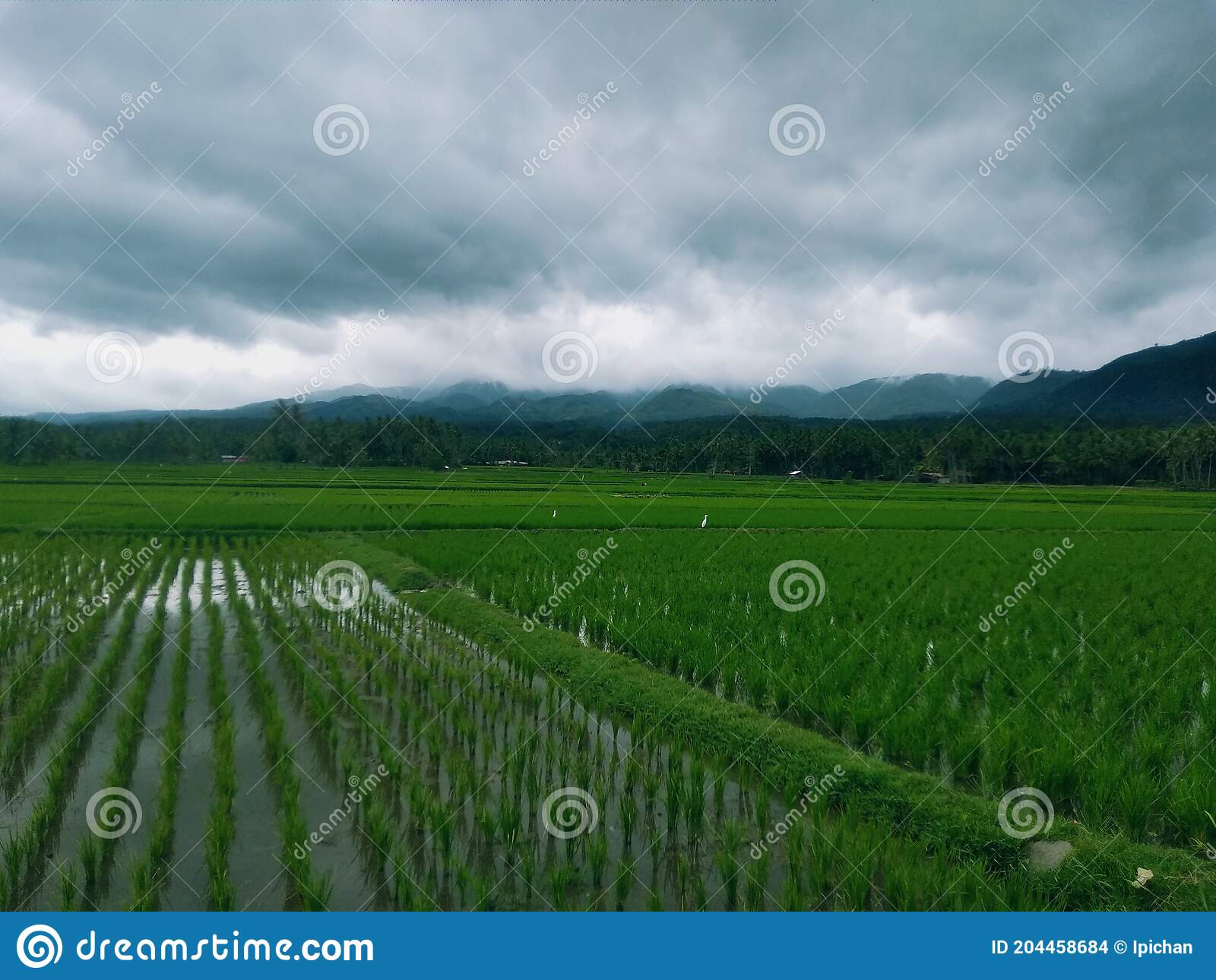 Detail Pemandangan Alam Sawah Nomer 19