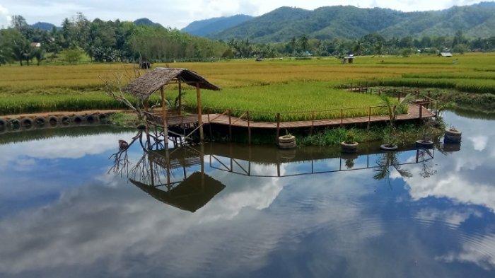 Detail Pemandangan Alam Sawah Nomer 21