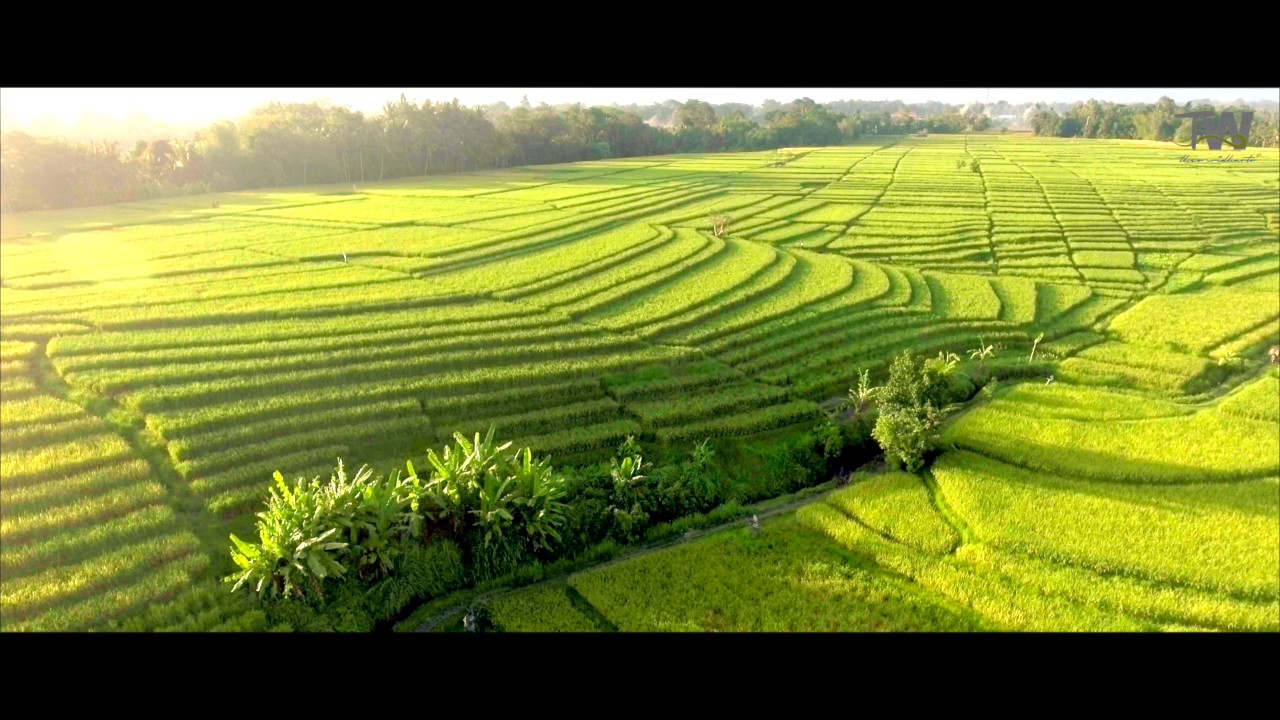 Detail Pemandangan Alam Sawah Nomer 32