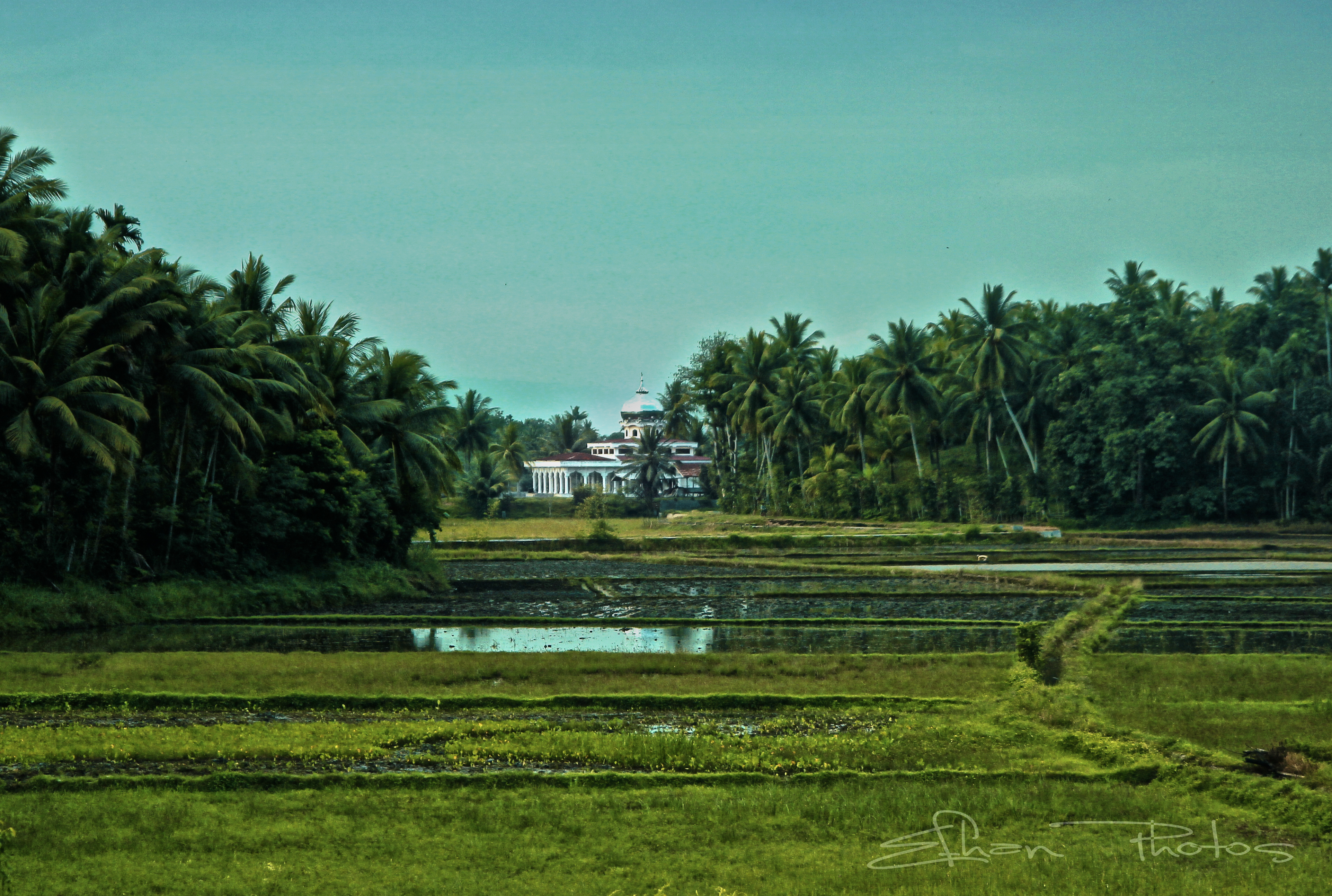 Detail Pemandangan Alam Sawah Nomer 45