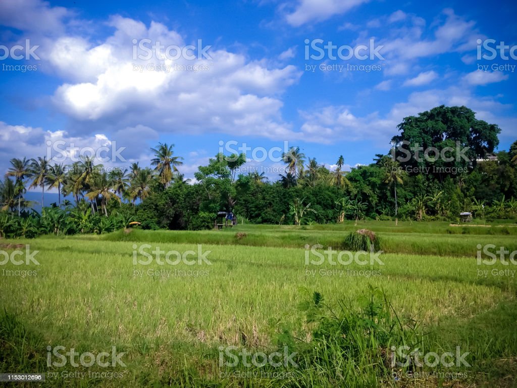 Detail Pemandangan Alam Sawah Nomer 46