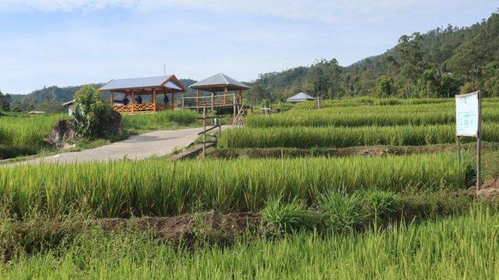 Detail Pemandangan Alam Sawah Nomer 48