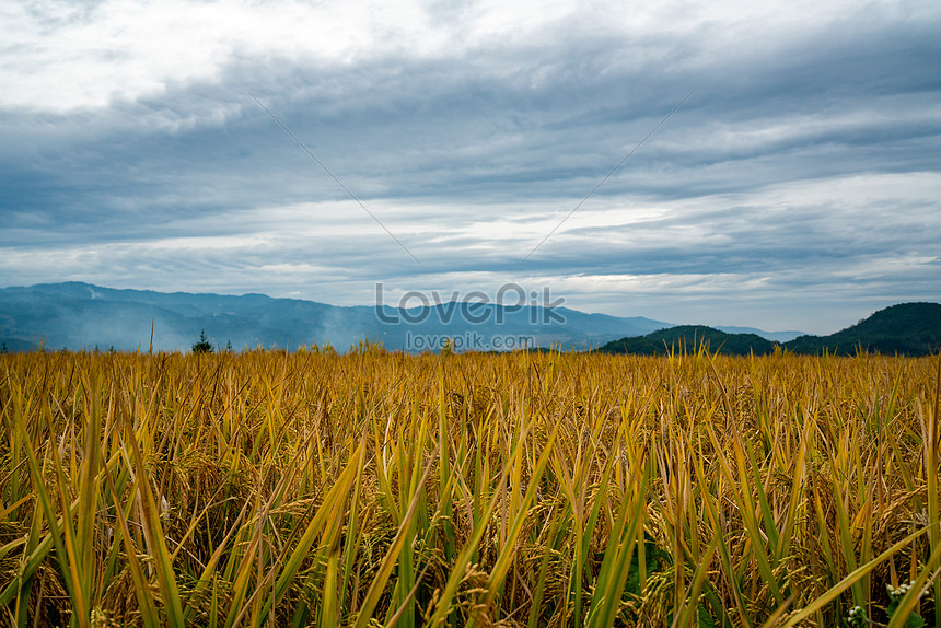 Detail Pemandangan Alam Sawah Nomer 49