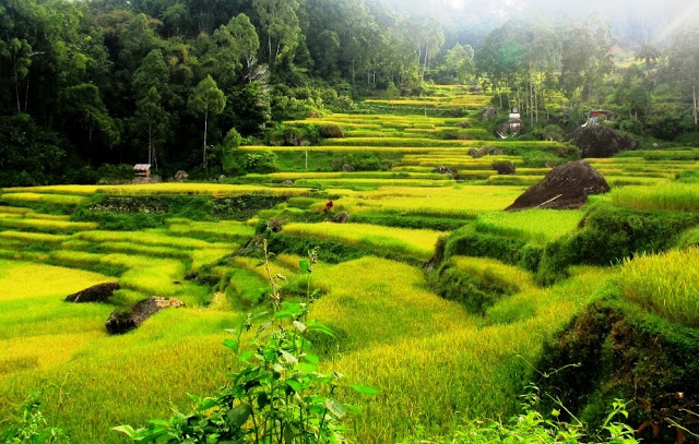 Detail Pemandangan Alam Toraja Nomer 12