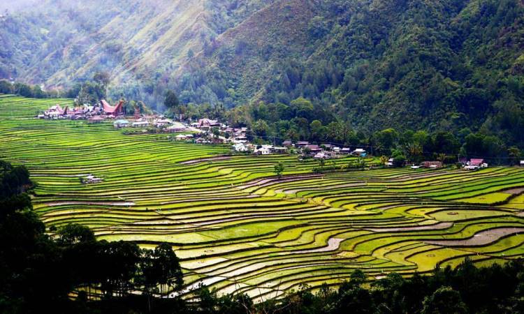 Detail Pemandangan Alam Toraja Nomer 13