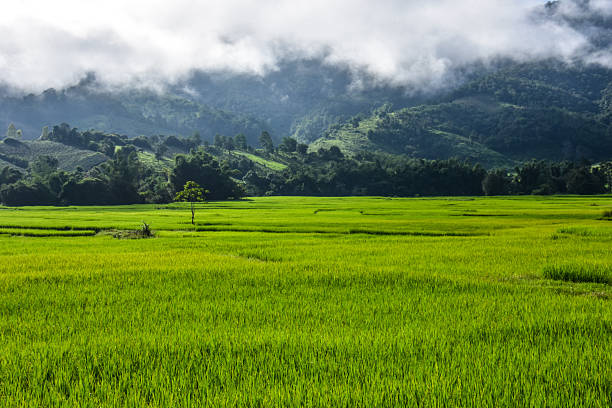 Detail Pemandangan Alam Toraja Nomer 3