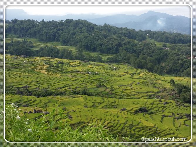 Detail Pemandangan Alam Toraja Nomer 37