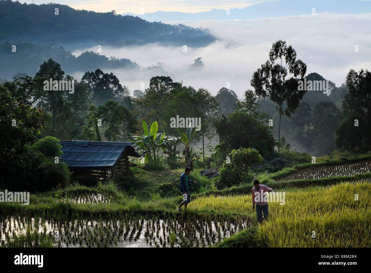 Detail Pemandangan Alam Toraja Nomer 48