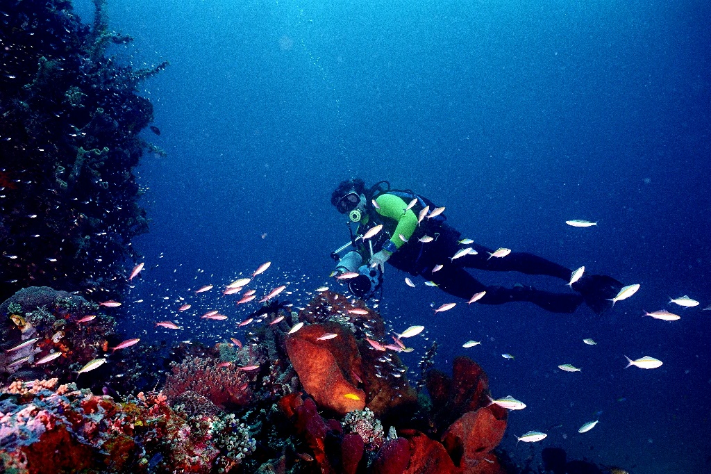 Detail Pemandangan Bawah Laut Bergerak Nomer 50