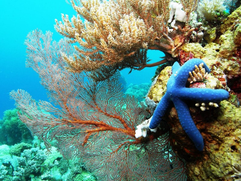 Detail Pemandangan Bawah Laut Terindah Di Indonesia Nomer 23