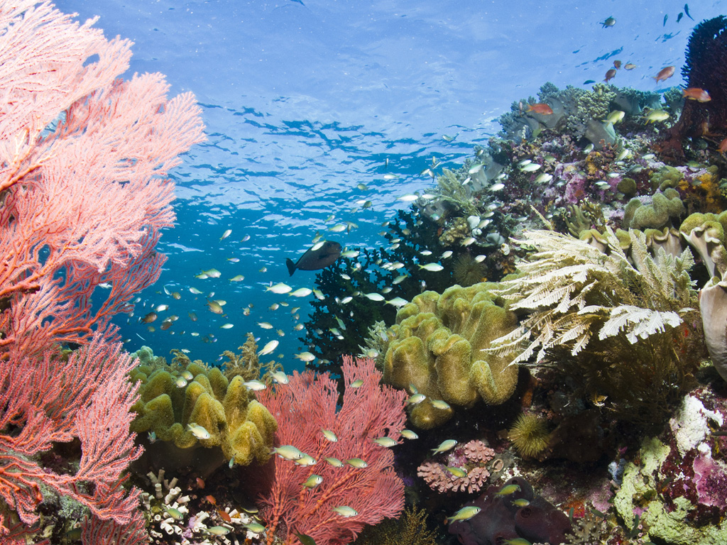 Detail Pemandangan Bawah Laut Terindah Di Indonesia Nomer 24