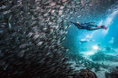 Detail Pemandangan Bawah Laut Terindah Di Indonesia Nomer 31