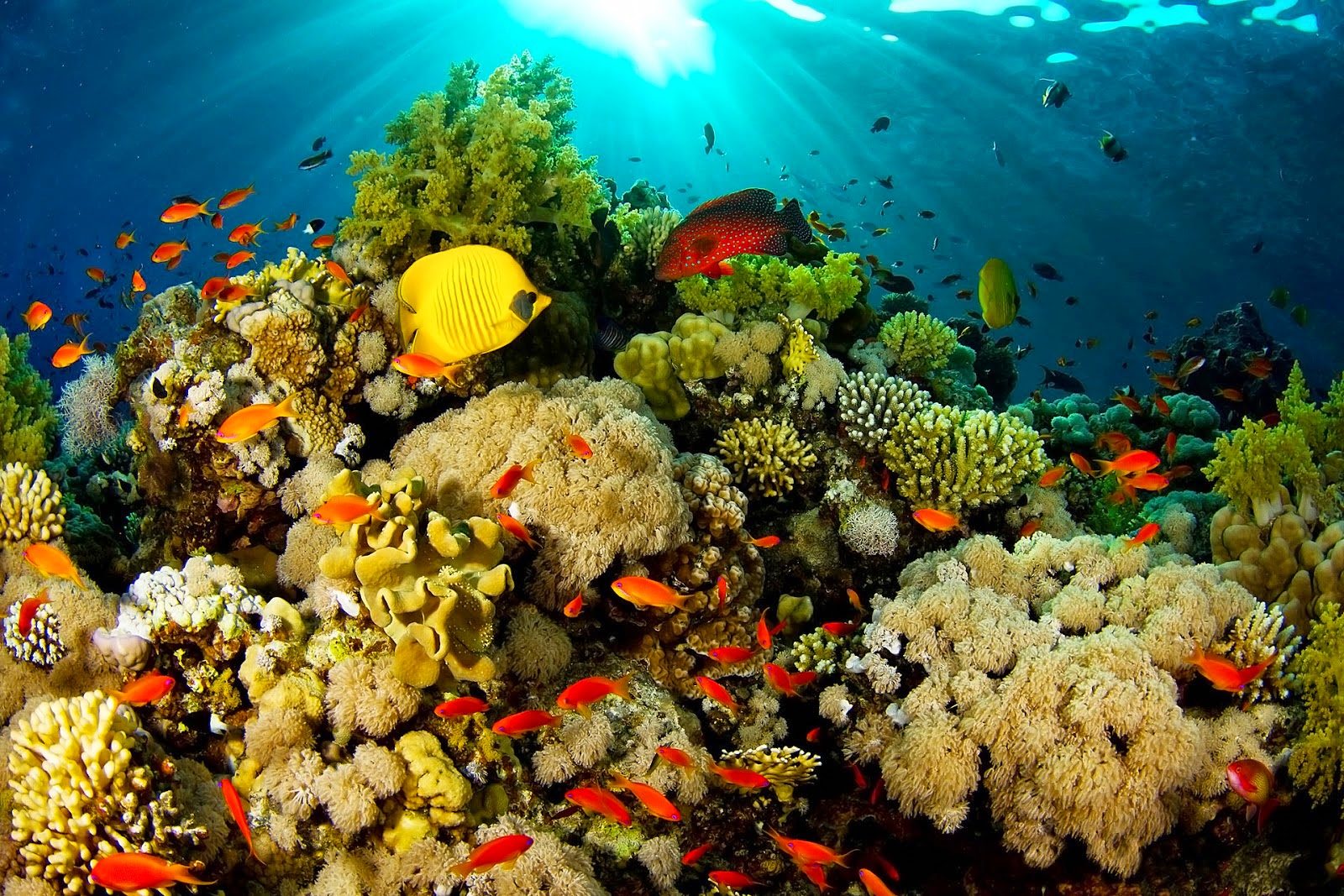 Detail Pemandangan Bawah Laut Terindah Di Indonesia Nomer 40