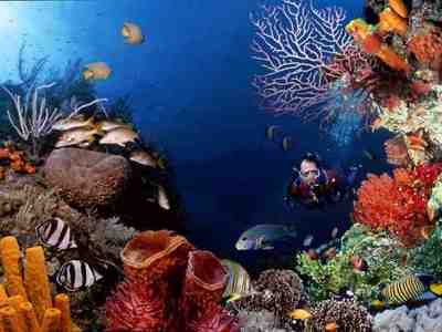 Detail Pemandangan Bawah Laut Terindah Di Indonesia Nomer 42