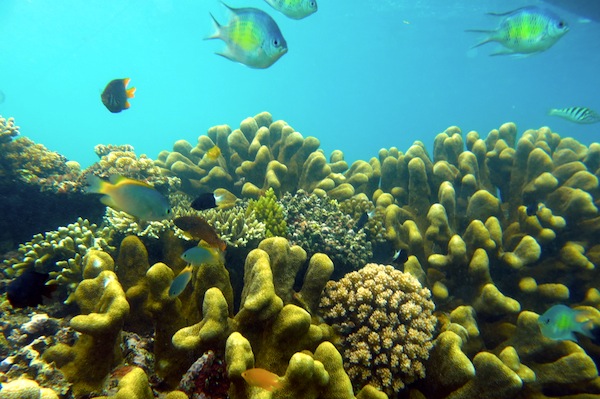 Detail Pemandangan Bawah Laut Terindah Di Indonesia Nomer 50