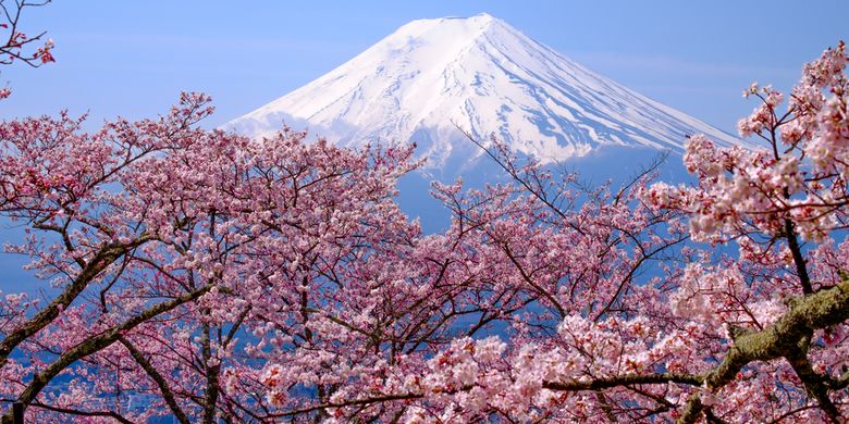 Detail Pemandangan Bunga Sakura Nomer 12