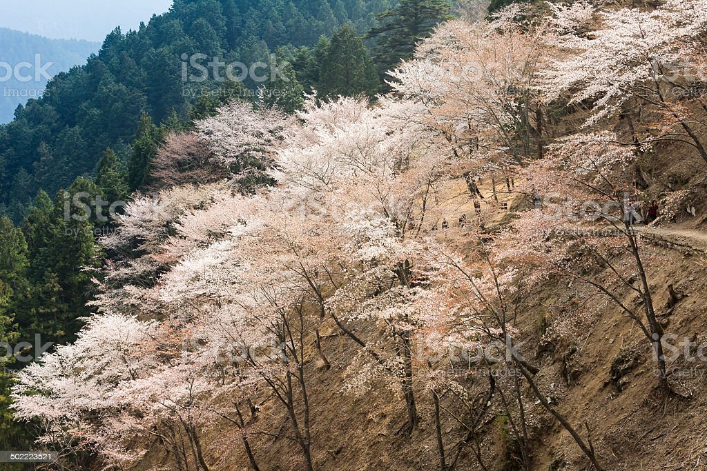 Detail Pemandangan Bunga Sakura Nomer 35