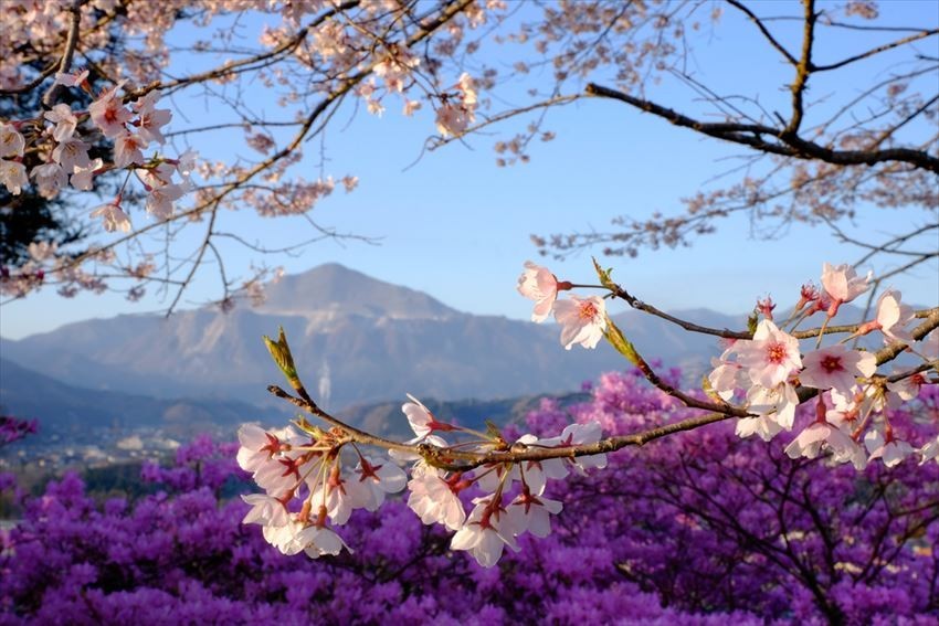 Detail Pemandangan Bunga Sakura Nomer 49