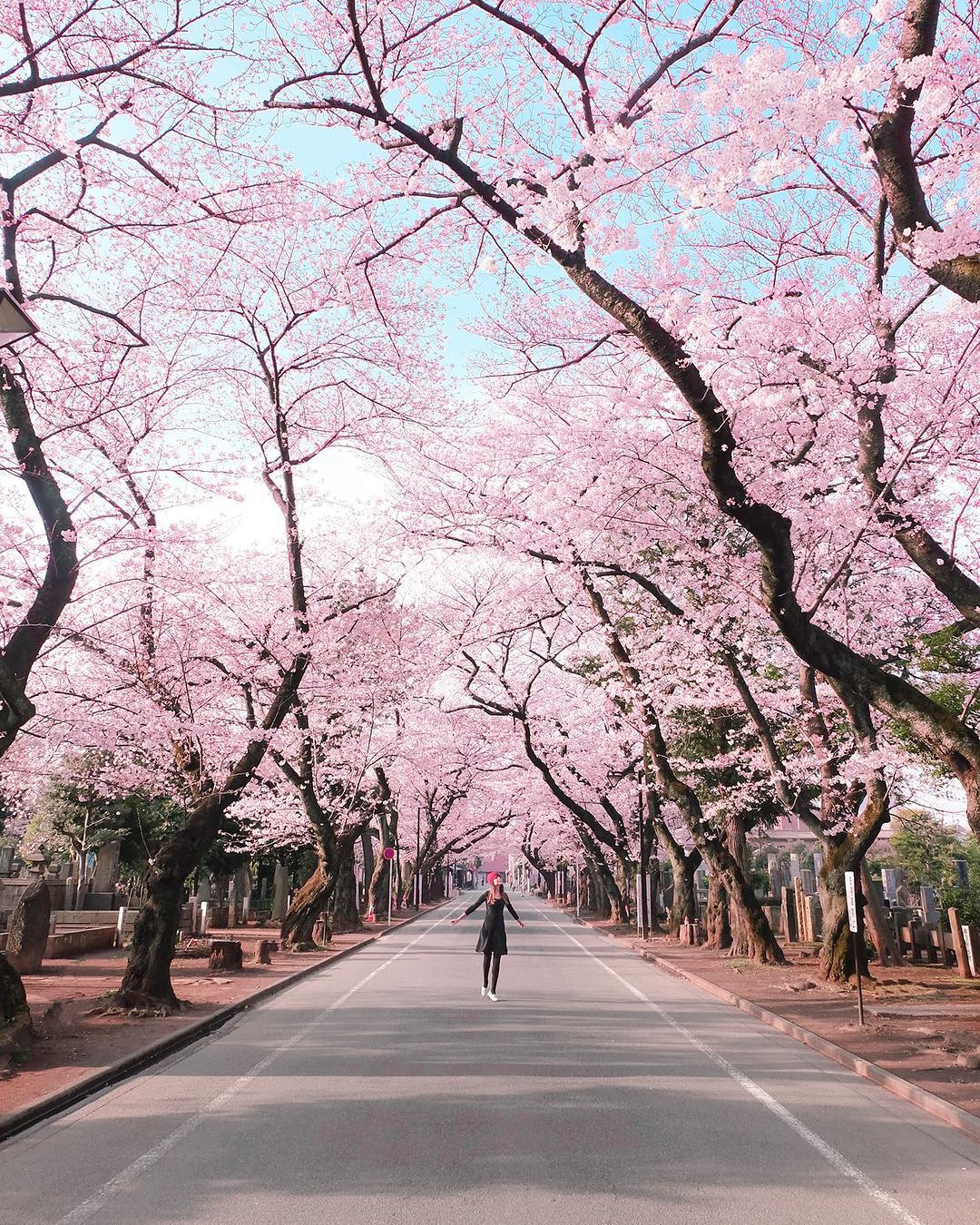 Detail Pemandangan Bunga Sakura Di Jepang Nomer 11