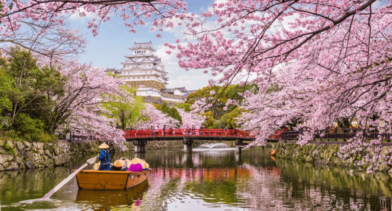 Detail Pemandangan Bunga Sakura Di Jepang Nomer 20