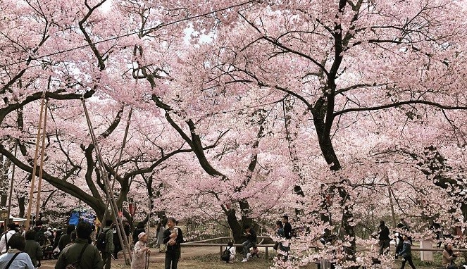 Detail Pemandangan Bunga Sakura Di Jepang Nomer 24