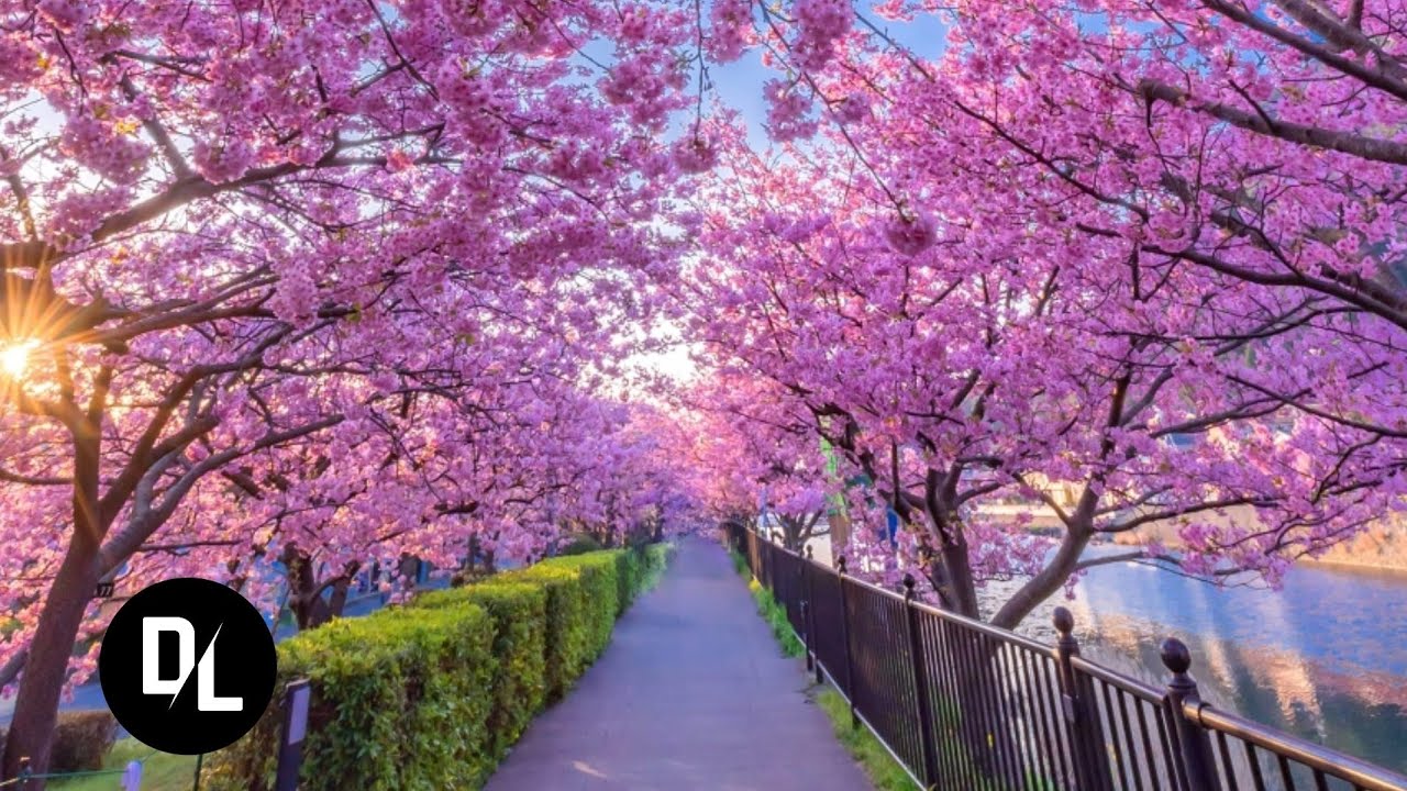 Detail Pemandangan Bunga Sakura Di Jepang Nomer 29