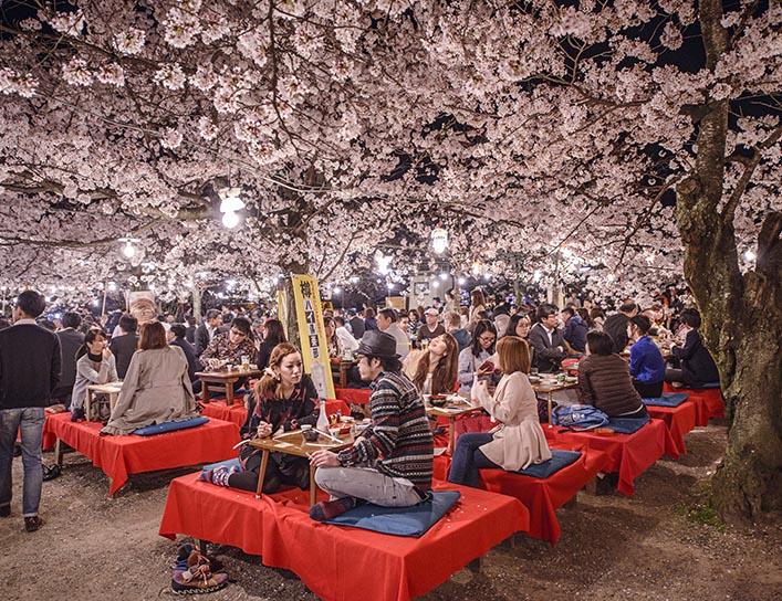 Detail Pemandangan Bunga Sakura Di Jepang Nomer 31