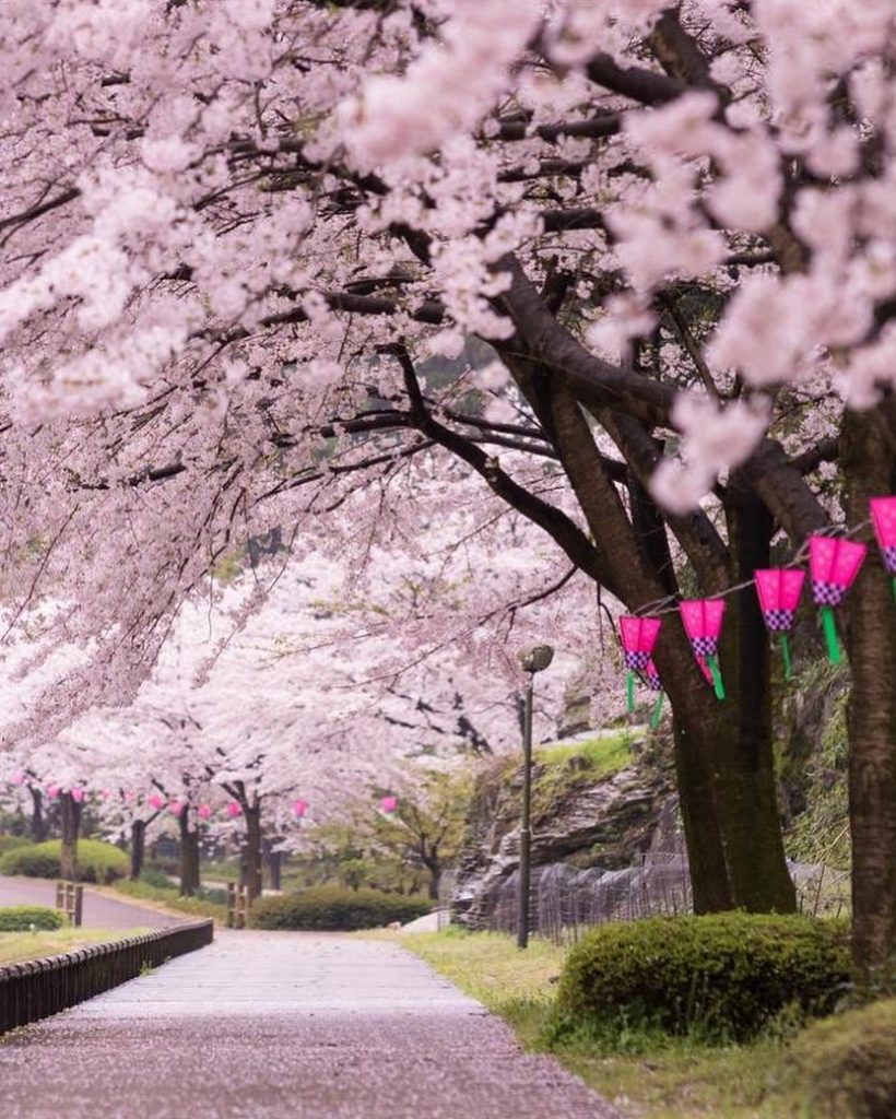 Detail Pemandangan Bunga Sakura Di Jepang Nomer 35