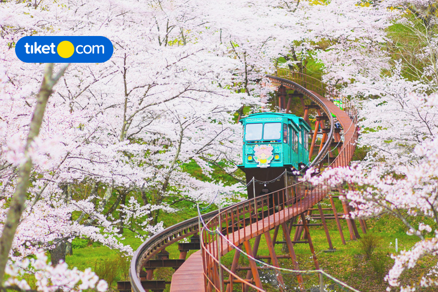 Detail Pemandangan Bunga Sakura Di Jepang Nomer 37