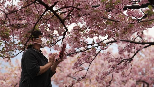 Detail Pemandangan Bunga Sakura Di Jepang Nomer 43