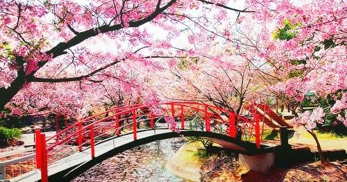 Detail Pemandangan Bunga Sakura Di Jepang Nomer 50