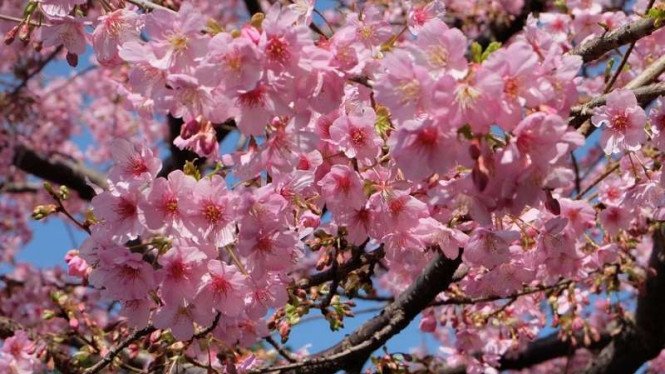 Detail Pemandangan Bunga Sakura Di Jepang Nomer 52