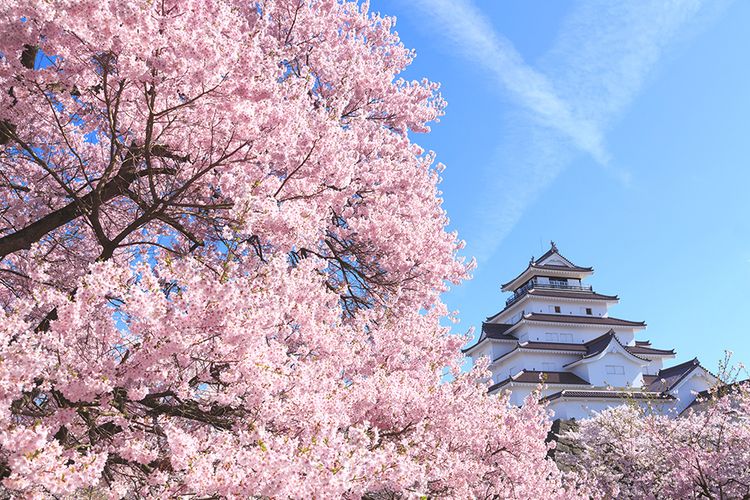 Detail Pemandangan Bunga Sakura Di Jepang Nomer 8