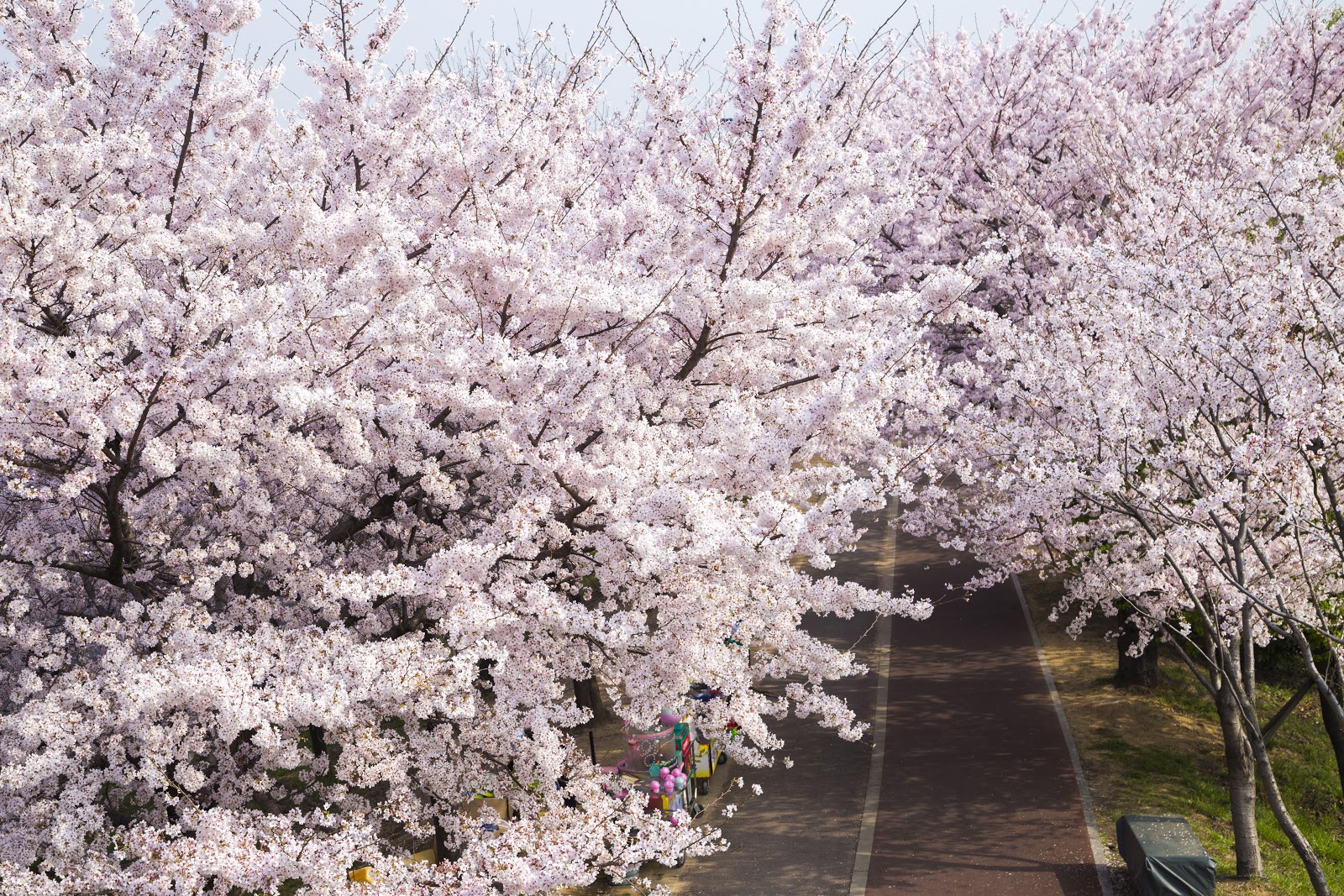 Detail Pemandangan Bunga Sakura Di Korea Nomer 15