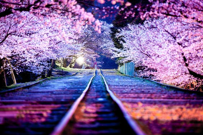 Pemandangan Bunga Sakura Terindah Di Dunia - KibrisPDR