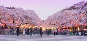 Detail Pemandangan Bunga Sakura Terindah Di Dunia Nomer 35