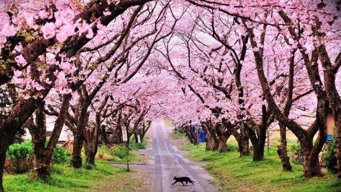 Detail Pemandangan Bunga Sakura Terindah Di Dunia Nomer 7
