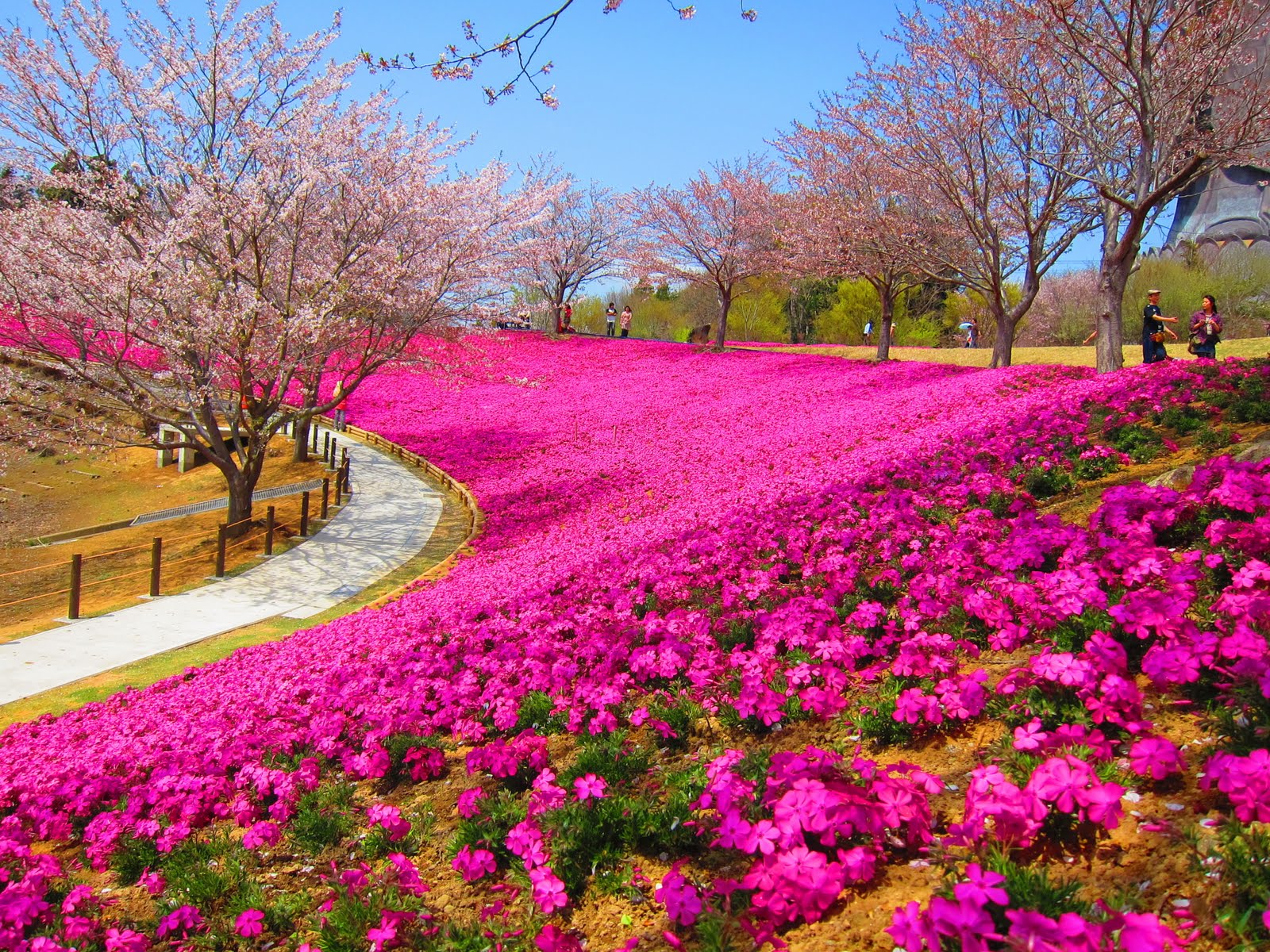 Detail Pemandangan Bunga Sakura Terindah Di Dunia Nomer 9