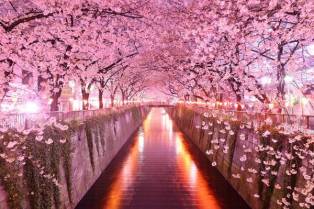 Detail Pemandangan Bunga Sakura Terindah Di Jepang Nomer 4