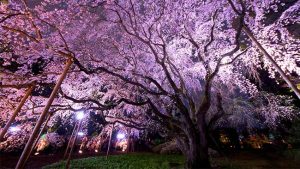 Detail Pemandangan Bunga Sakura Terindah Di Jepang Nomer 38