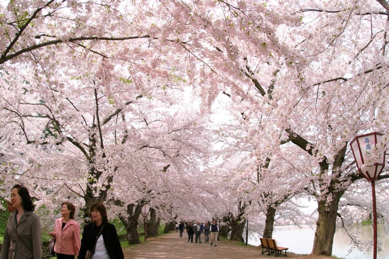 Detail Pemandangan Bunga Sakura Terindah Di Jepang Nomer 43