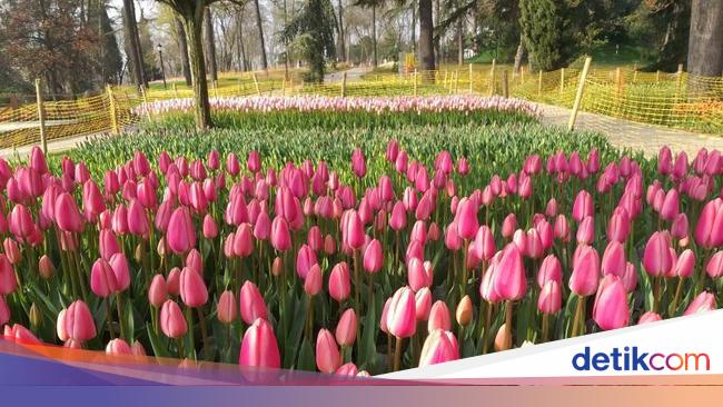 Detail Pemandangan Bunga Tulip Nomer 23