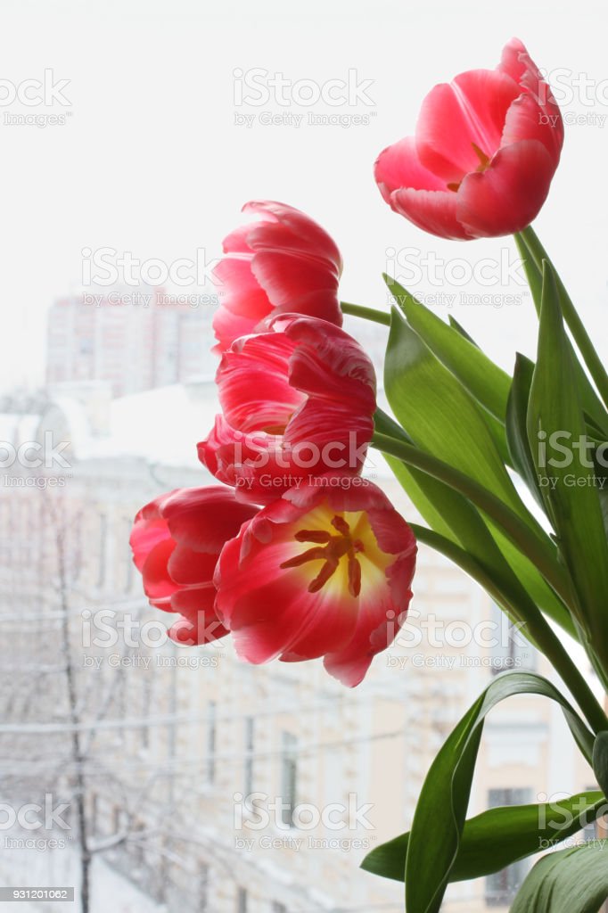 Detail Pemandangan Bunga Tulip Nomer 36