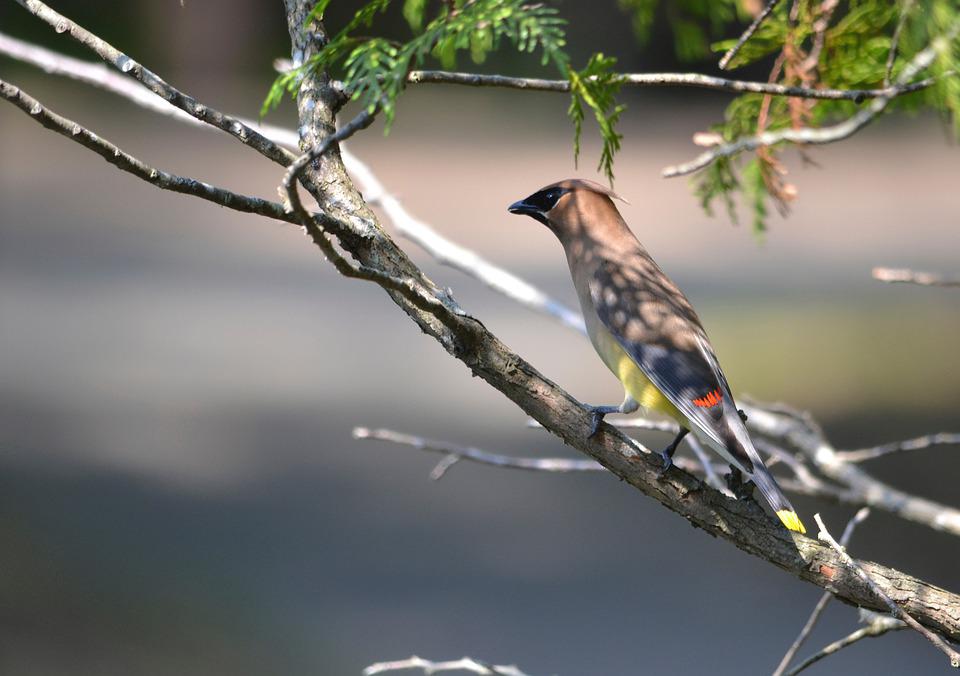 Detail Pemandangan Burung Nomer 24