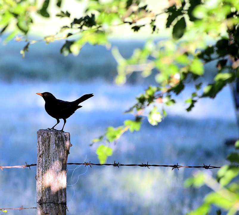 Detail Pemandangan Burung Nomer 32