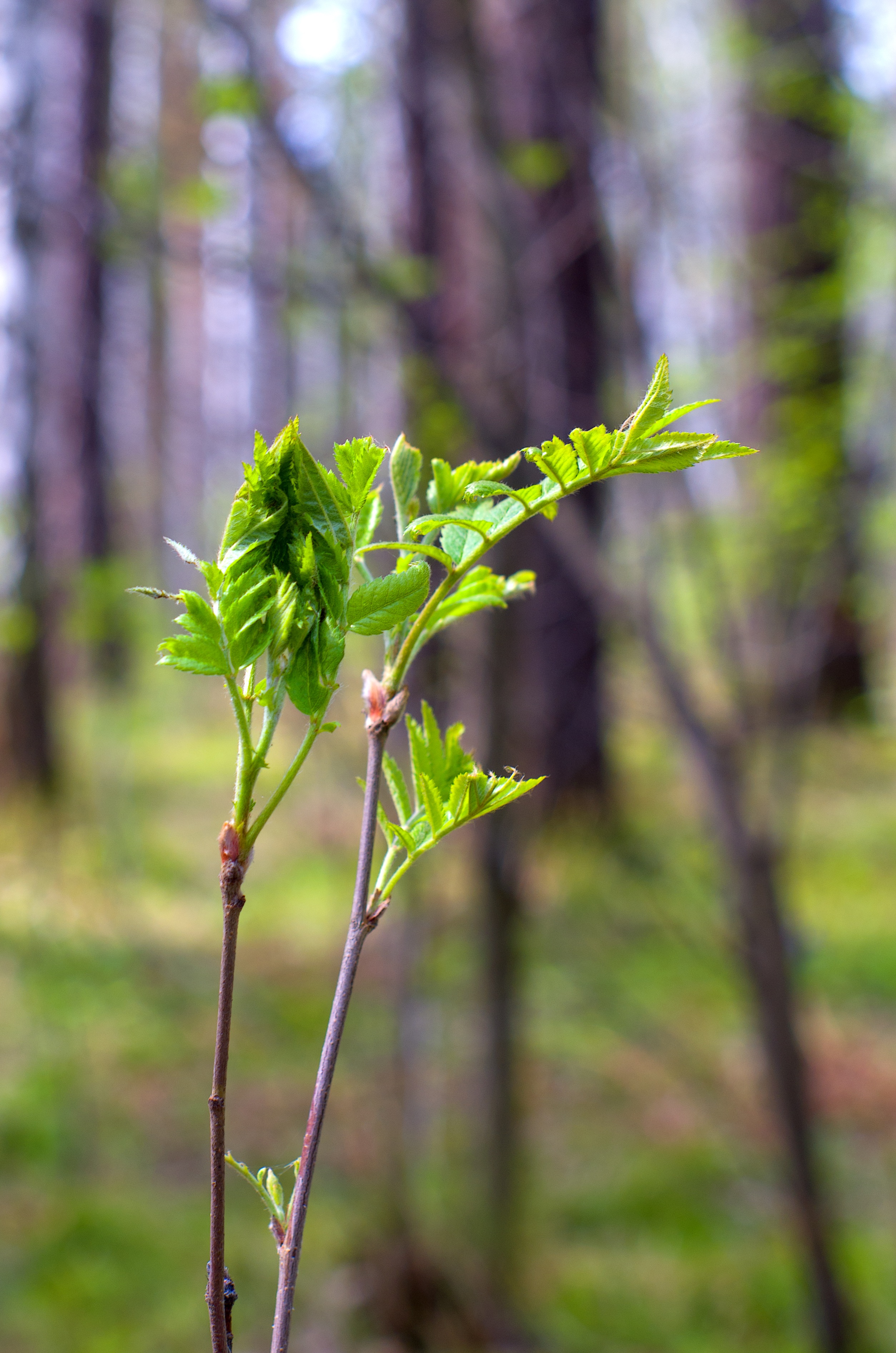 Detail Pemandangan Daun Nomer 53