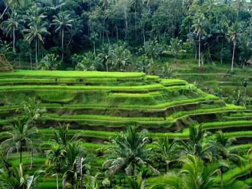 Detail Pemandangan Desa Di Bali Nomer 37