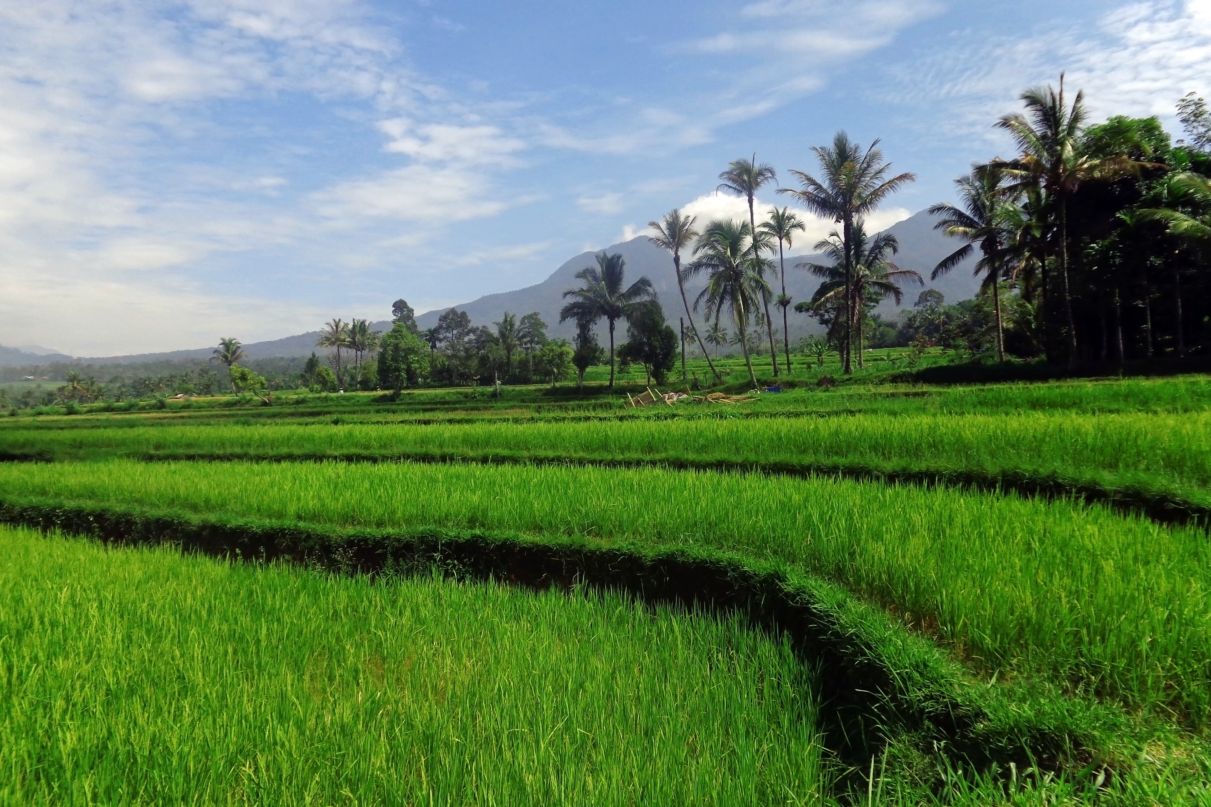 Detail Pemandangan Desa Indonesia Nomer 11