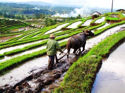 Detail Pemandangan Desa Indonesia Nomer 16